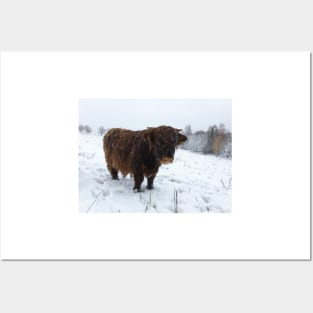 Scottish Highland Cattle Calf 1586 Posters and Art